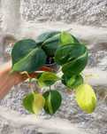 Planta Philodendron Brasil