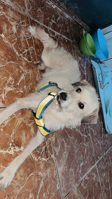 Cão para adoção responsável