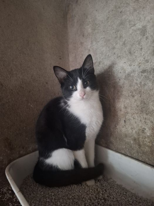 Gato 5 meses macho castrado