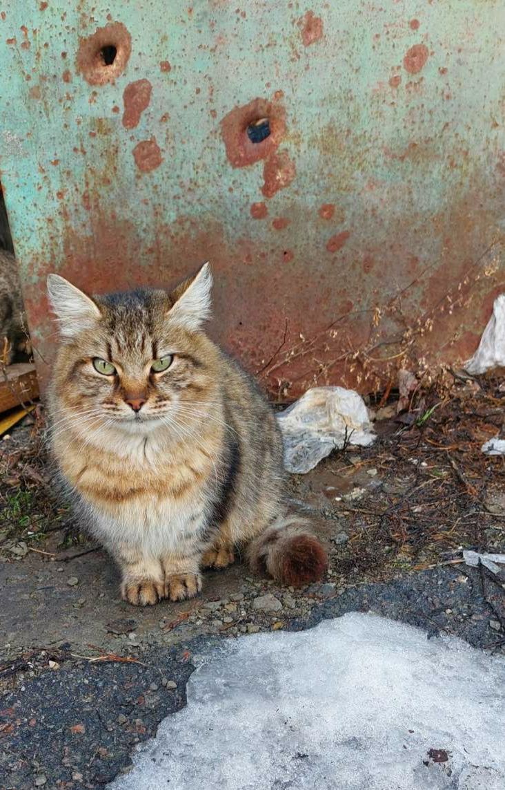 Отдам кошку лесного окраса, стерилизована, 2 года