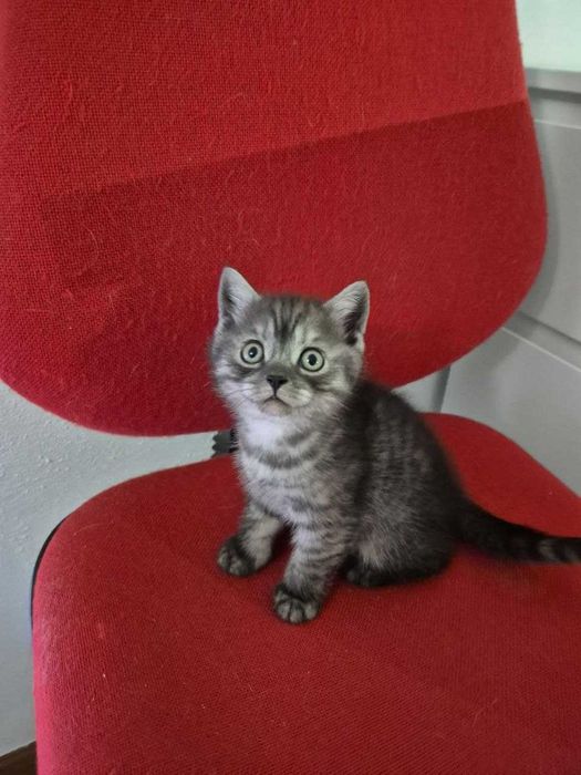 Gatinho Scotish Straight