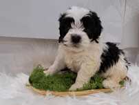 Śliczna piesek shih-tzu