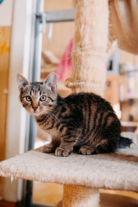 Dwa mlode kotki Zorro i Luis szukaja domow