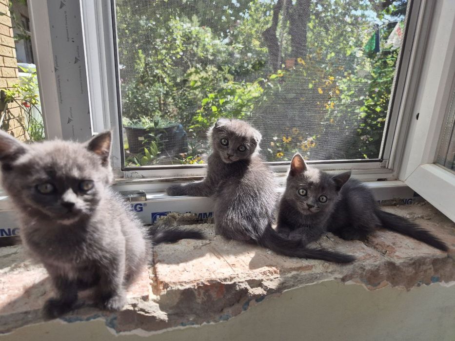 Прекрасные котята шотландские