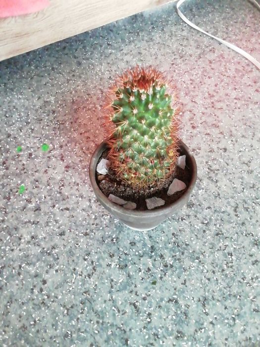 kaktus kwitnący 17cm