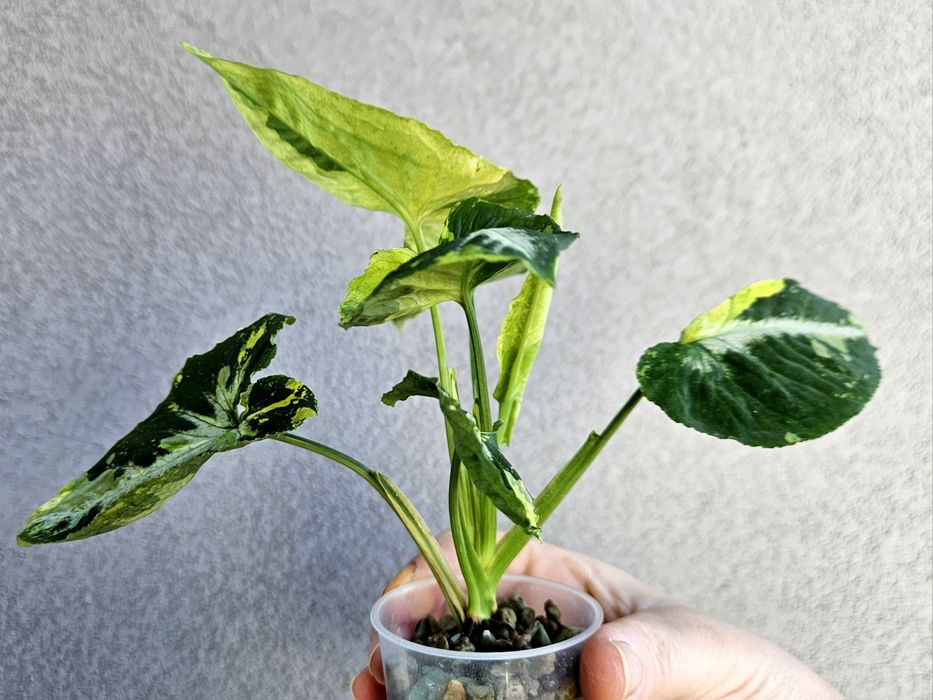 Syngonium scrambled eggs piękne wybarwienie mint w hydroponice