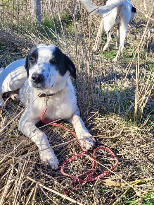 FLUFFY. 5 mięs. Uroczy szczeniak