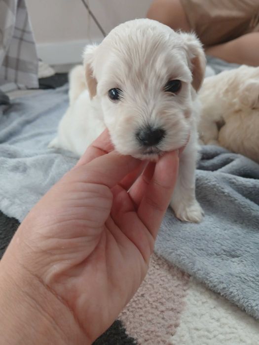 Szczeniaczek maltipoo