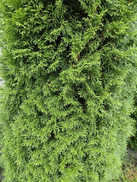 Ładne gęste wysokie 2,5 m tuje thuje