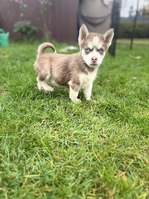 Syberian Husky miot B - Bolek