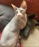 Sphynx • Sfinks ℹ️ Likwidacja hodowli dorosle Kotełki • Warszawa