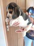Beagle Tricolor Suczka