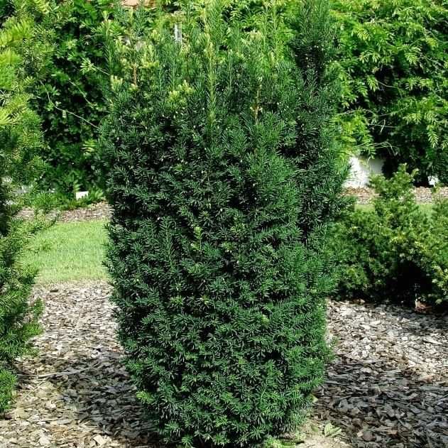 Taxus x media 'Hicksii' Тис середній  контейнер Р9 0,5 л