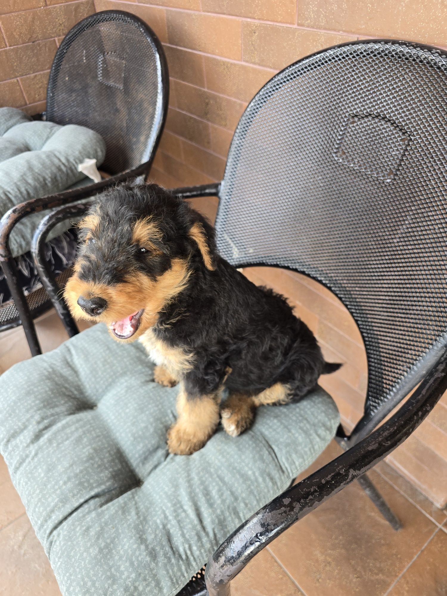 Airedale terrier szczeniak