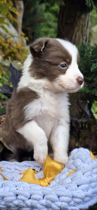 Border Collie suczka czekoladowy color