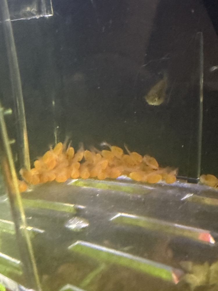 Glonojad albinos Ancitrus