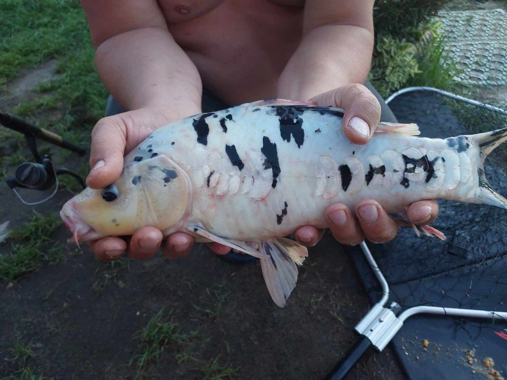 Narybek i kroczek karpia