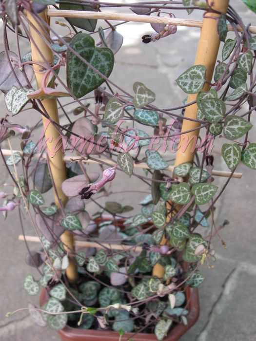 Церопегия Вуда - ампельный суккулент.
