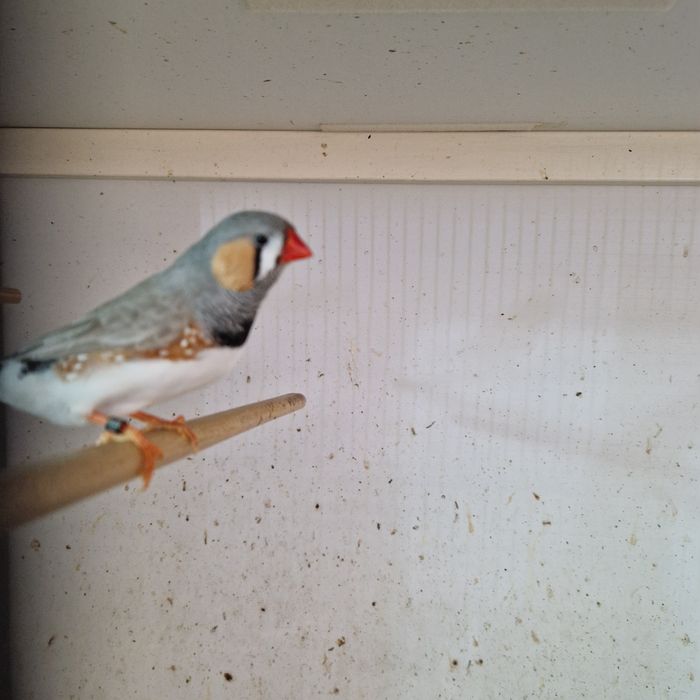 Diamante Sparrow, Goulds, Mandarins Gigantes