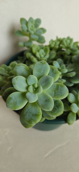 Planta Suculenta Sedum Clavatum em Vaso plástico 15 cm