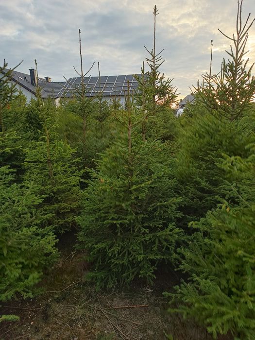 Likwidacja plantacji Choinki świerk sprzedam