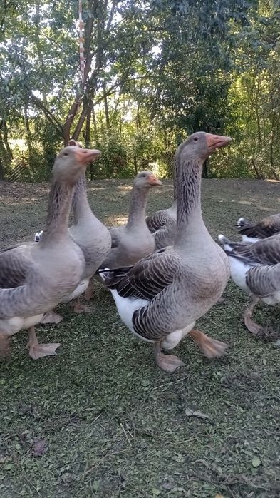 Sprzedam gęsi Landes