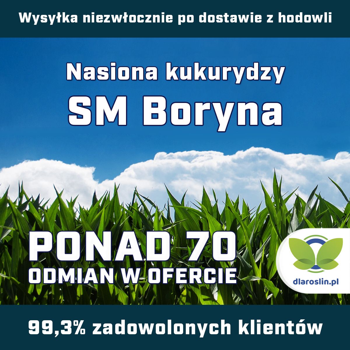 Kukurydza SM Boryna C1, opak. 50 tys.n. | dlaroslin.pl