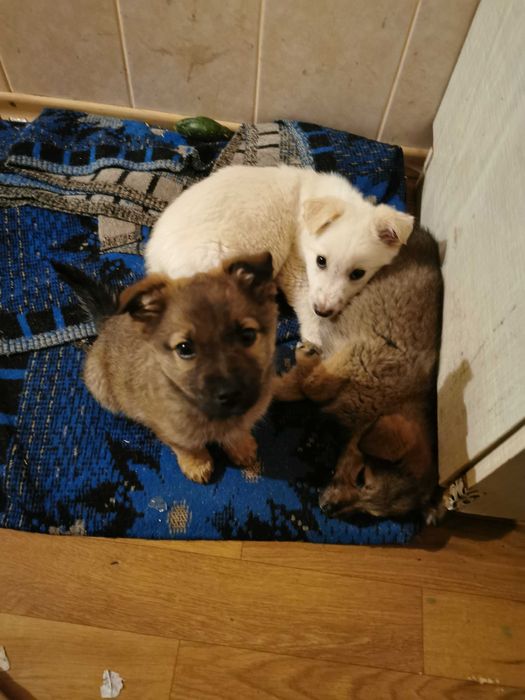 Віддам цуценят добрим людям.