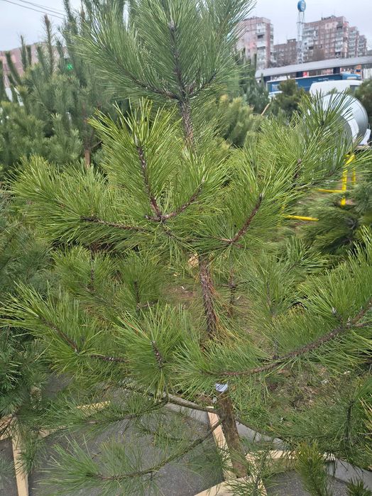 Сосна кримська місто Дніпро опт роздріб