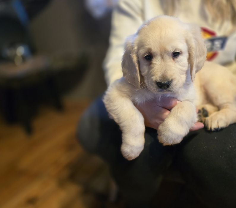 Golden retriever szczeniak