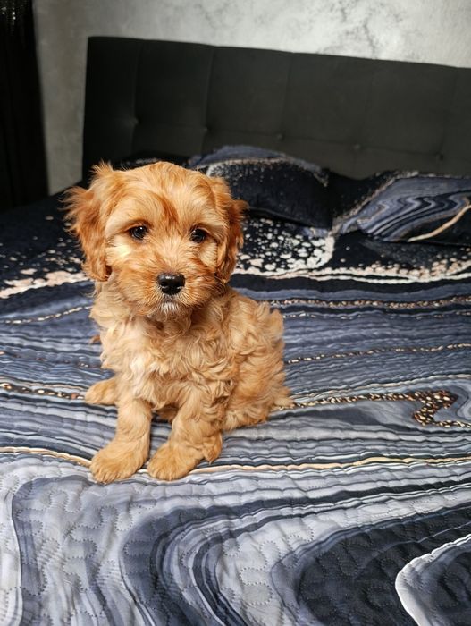 Cavapoo Piesek Cavalier+Pudel