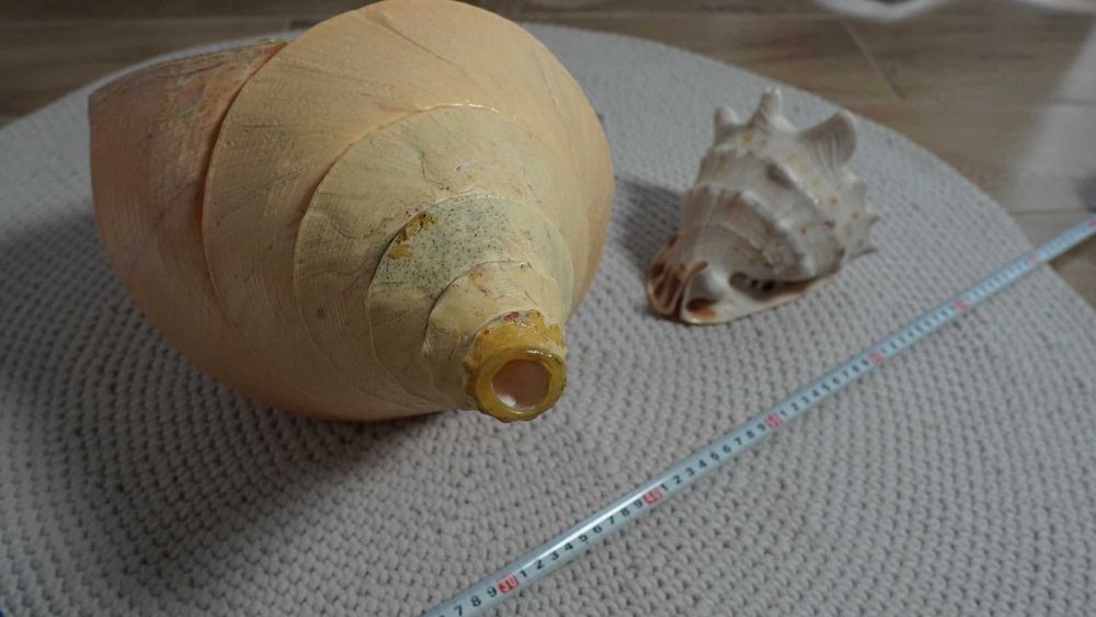 Syrinx Aruanus Concha *róg sygnałowy XXXL* 62 cm +Cassis Cornuta 20cm