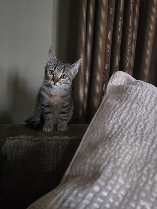 Gatinho para adopção