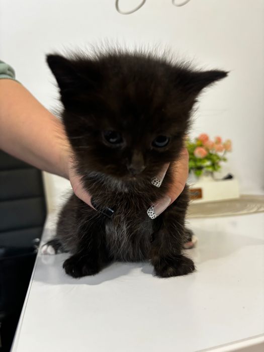 Oddam kotki w dobre ręce