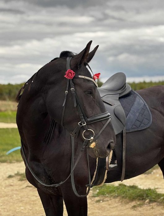 Sprzedam Przepiękną Śląską klacz