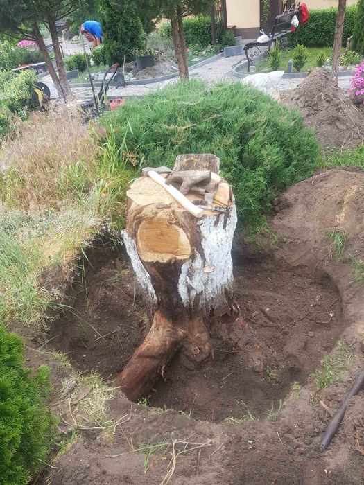 Корчування пнів пеньок пень виконувати пеньок
