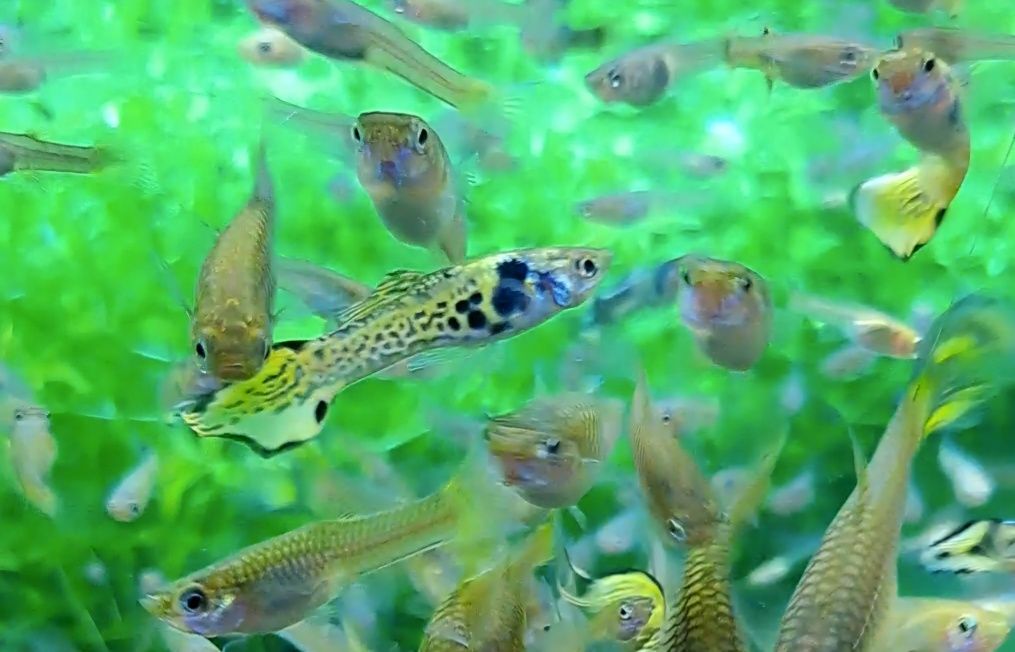 Guppys endler Tiger