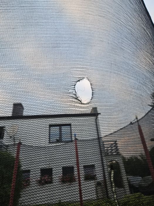 Trampolina goliath