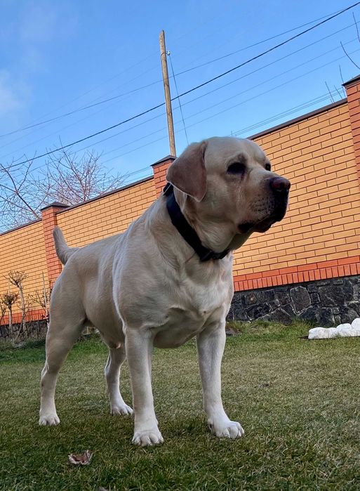 Кабель Лабрадор - ретривер ищет сучку для вязки