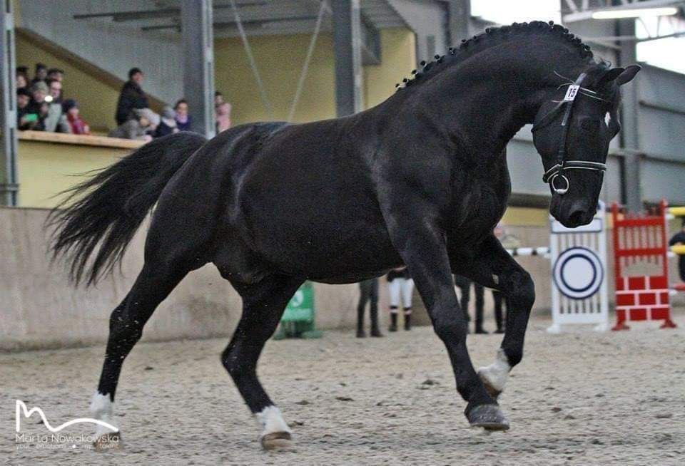 Ogier śląski Jarsen