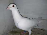 Gołębie pocztowe białe