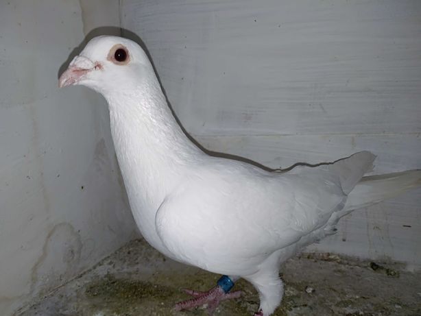 Gołębie pocztowe białe