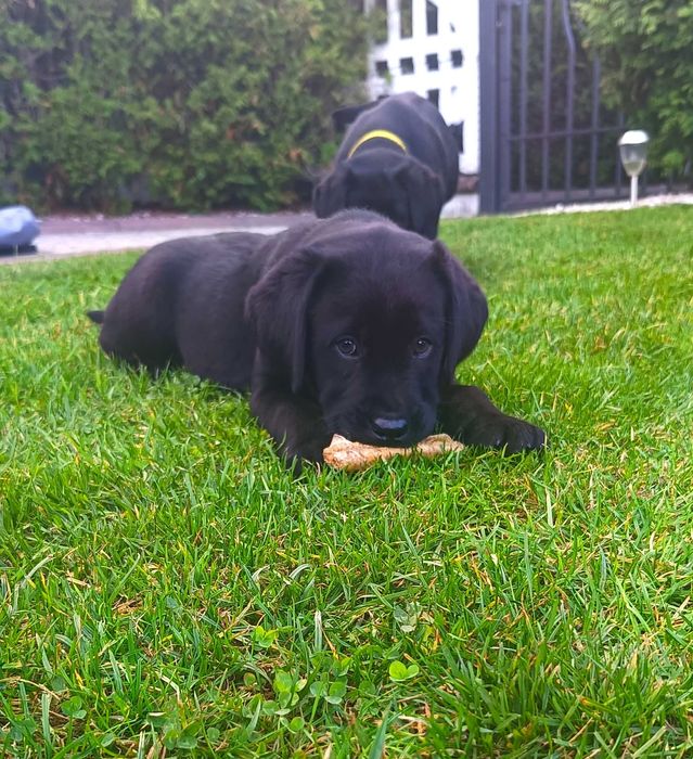Labrador Retriever - czarny szczeniak-do   odbioru -rodowód ZKwP / FCI