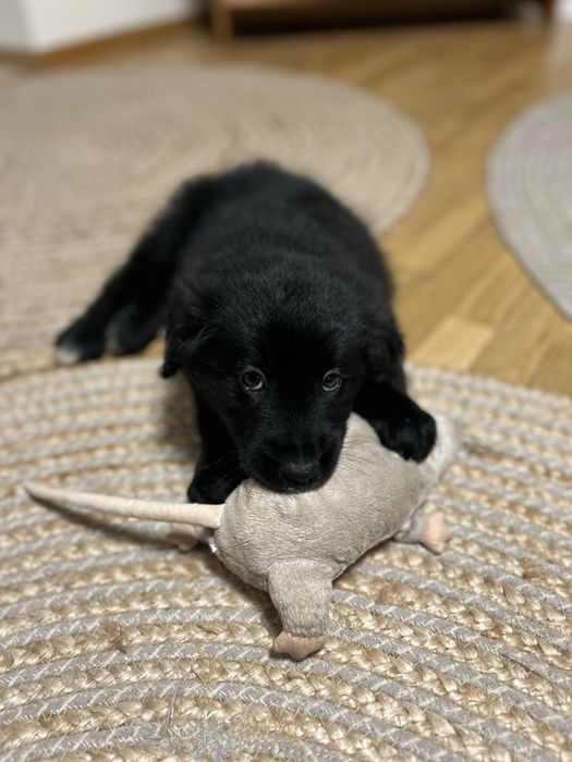 COLTRIEVER-Golden Retriever+Border Collie Jedyne w Polsce Suczka
