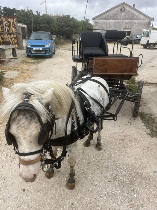 Ponei apalusa montado