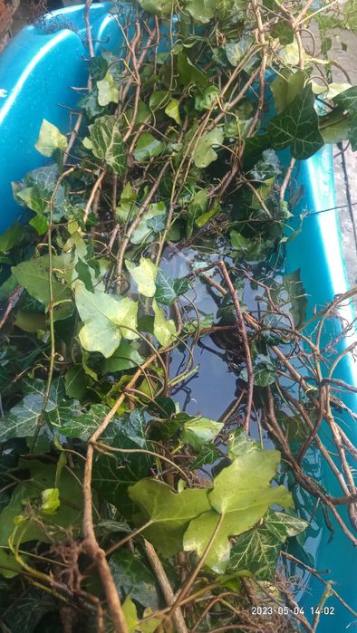 Плющ  вічнозелений саджанці з корінням