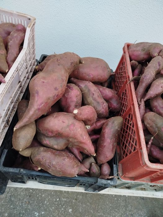Batata doce nova