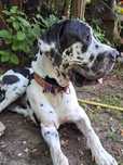 Charlie dog niemiecki do adopcji