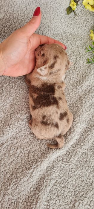 Excelente merle Chihuahua/Chiuaua de Qualidade