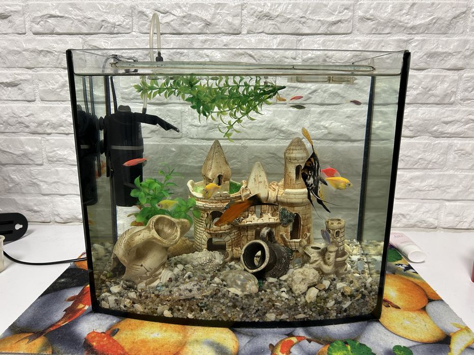 Акваріум без кришки